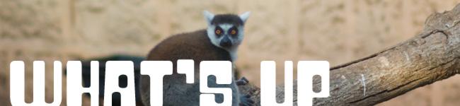 Photo d'un lémuriens à l'air surpris, news !